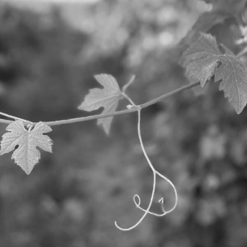 Aramis vineyard fleur de lis vine