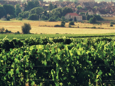 Stephane Brocard Chablis vineyards