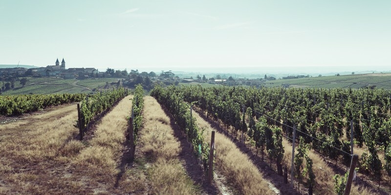 Chateau de la Terriere Vineyards