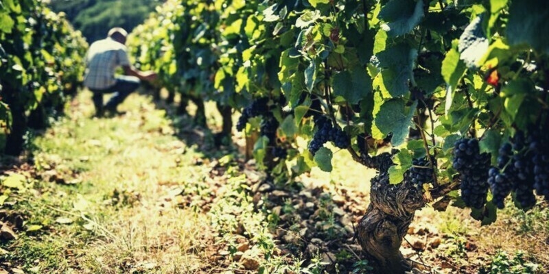 Domaine Alban Roblin vineyards