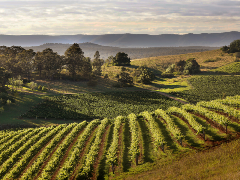 Briar Ridge Vineyards