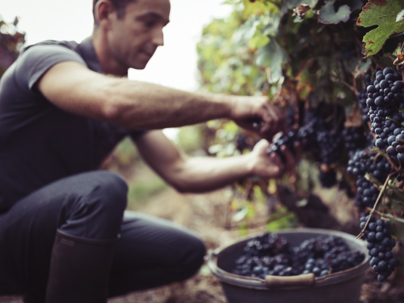Q3 A8197 Harvest at Romy with Nicolas harvesting Pinot Grappe