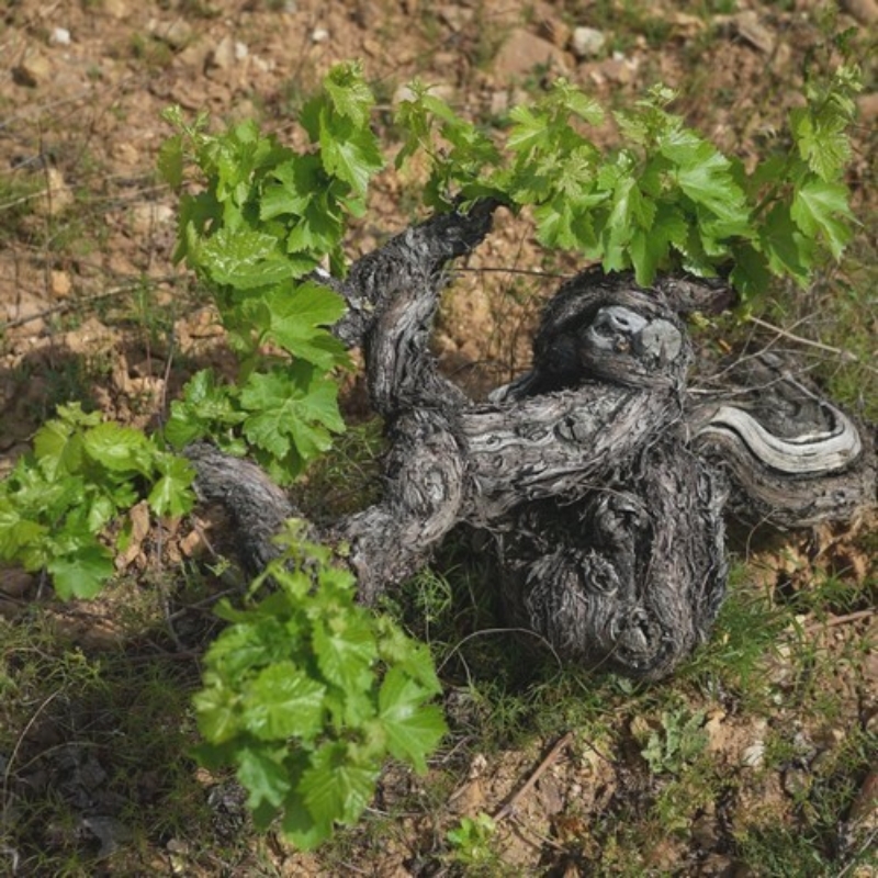 Bodega del Abad Vines