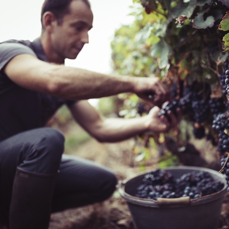 Q3 A8197 Harvest at Romy with Nicolas harvesting Pinot Grappe