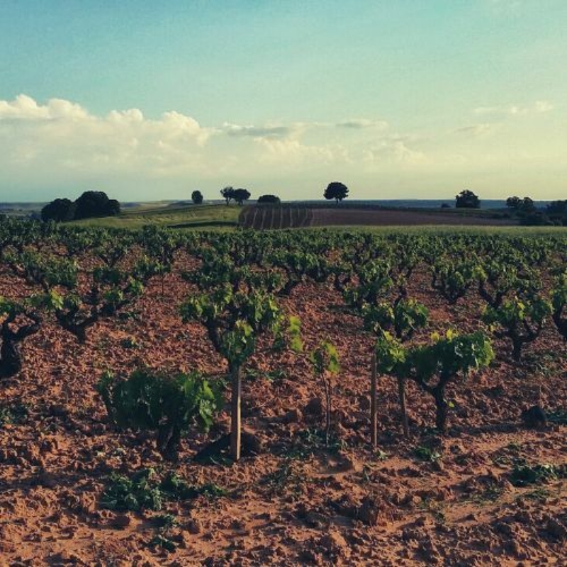 San Pedro Regalado Vineyard