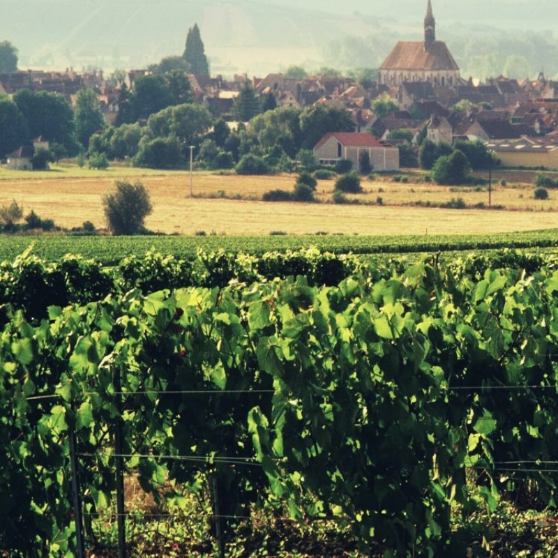 Stephane Brocard Chablis vineyards