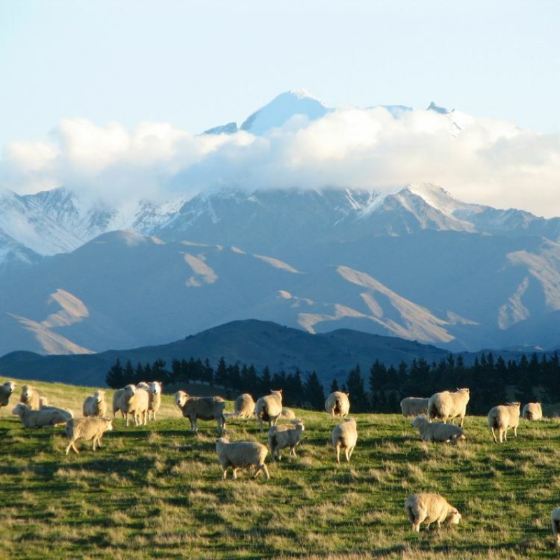 Tupari Sheep and Mountains