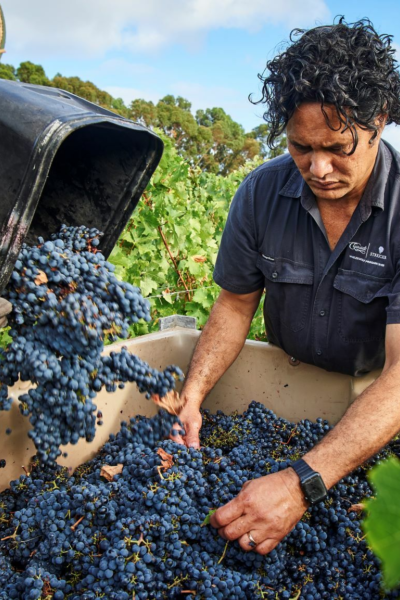 CLAIRAULT STRIECKER Vintage Frances Viticulturist Chris Gillmore